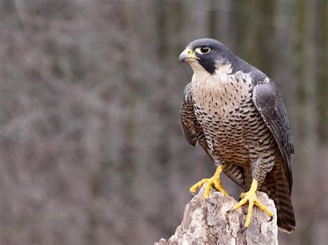 Peregrine Falcon Migration: A Complete Guide | Birdfact