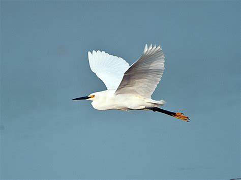 Florida, Venice, Snowy Egret Flying Photograph by Bernard Friel - Fine Art America