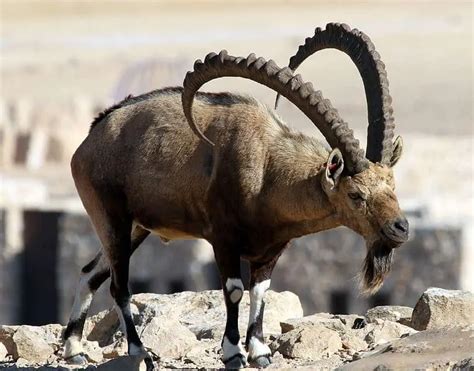 16 Animals With Horns In Animal Kingdom ( With Images ) – AnimalTriangle