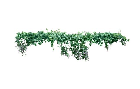 Vine Plant Liana Tree - Creeper png download - 2598*1654 - Free Transparent Vine png Download ...