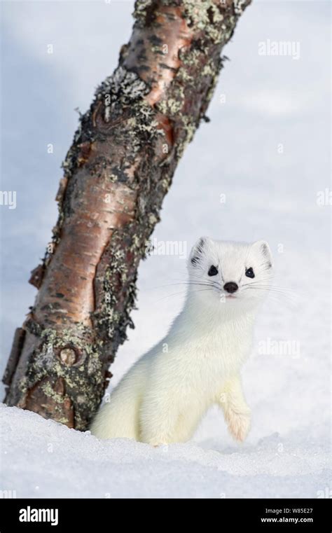 Stoat (Mustela erminea) in white winter coat. Vauldalen, Sor-Trondelag, Norway. April Stock ...