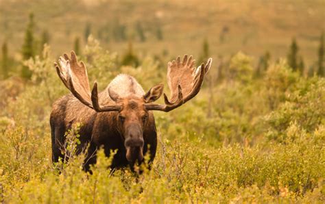 Are There Moose in Wisconsin? - Krebs Creek