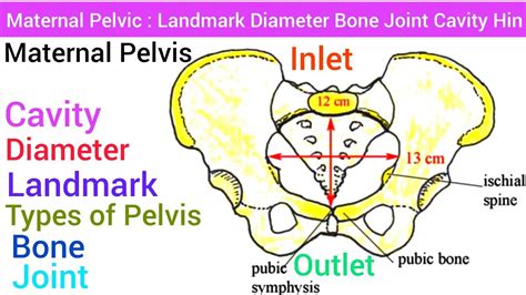 Maternal Pelvic : Anatomy, Structure, Landmark, Diameter, Inlet, Outlet ...