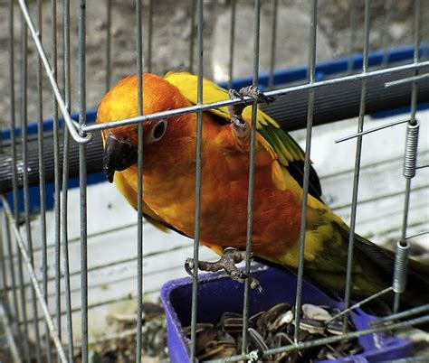 Tips for Choosing Conure Bird Cages for Pet Conures