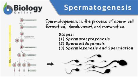 Spermatogenesis - Definition and Examples - Biology Online Dictionary