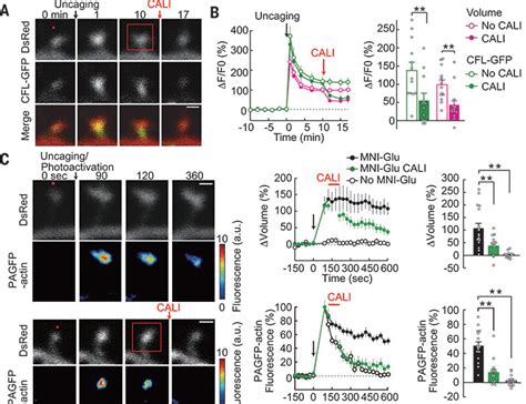 Stepwise synaptic plasticity events drive the early phase of memory consolidation | Science