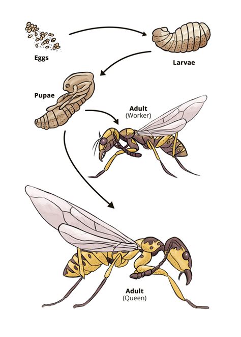 hornet lifecycle - Google Search | Life cycles, Wasp, Insect life cycle