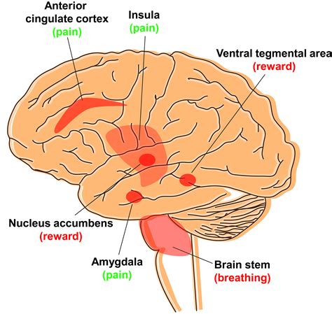 Opioids Don’t Have To Be Addictive – New Versions Treat Pain Without ...