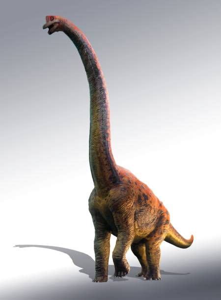 Illustration of a giraffatitan dinosaur. Giraffatitan was previously ...