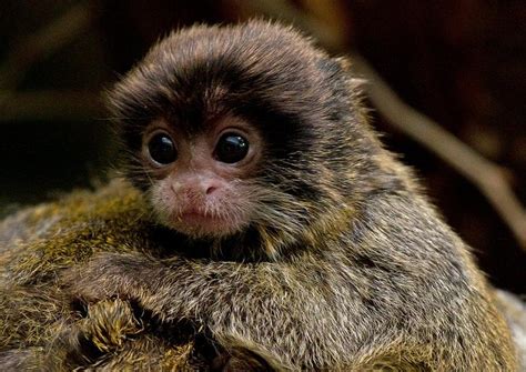 Emperor Tamarin Facts, Habitat, Lifespan, Predators, Pictures