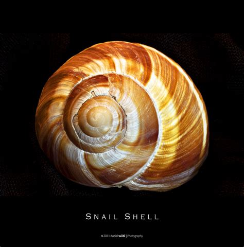 Snail Shell | The gastropod shell is a shell which is part o… | Flickr