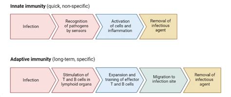 Innate vs. Acquired Immunity (Definition, Types, Examples)