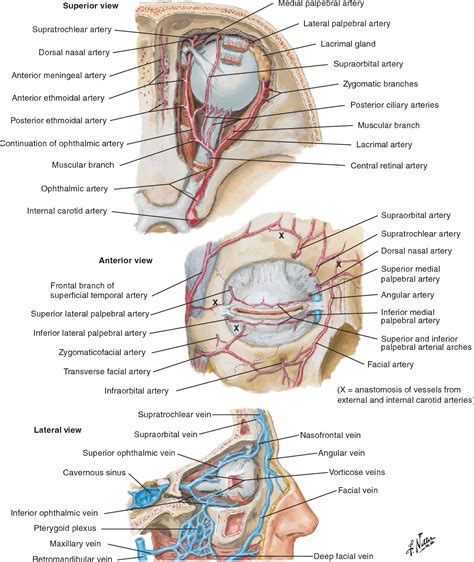 Ophthalmic Artery | neuroangio.org