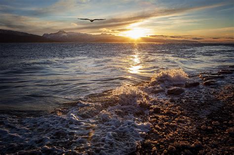 Soaring Eagle at Sunset Photograph by Michele Cornelius | Fine Art America