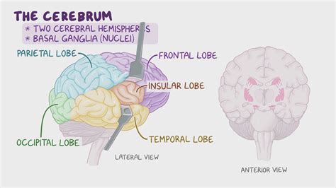 Anatomy of the cerebral cortex: Video & Anatomy | Osmosis