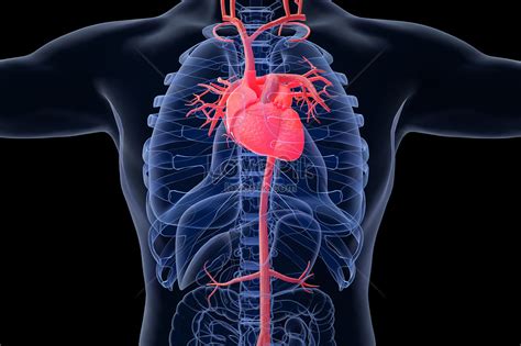 Heart organ model creative image_picture free download 401808156 ...