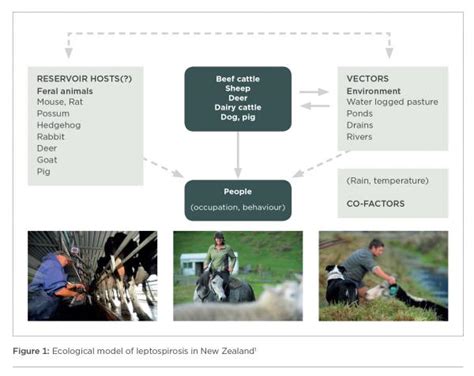 Prevention and control of Leptospirosis - good practice guideline ...