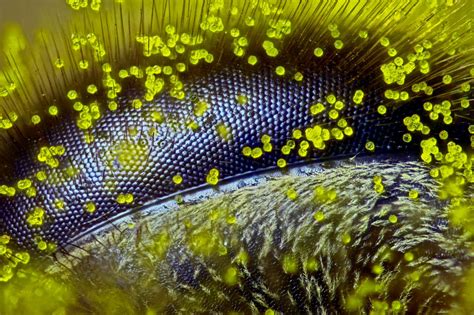 The 20 best microscope images of the year - Business Insider