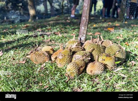 Durian farm malaysia hi-res stock photography and images - Alamy