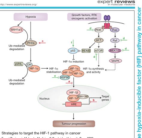 Figure 4 from Targeting the hypoxia-inducible factor (HIF) pathway in ...