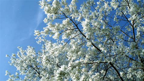 White Poplar (Populus alba) - British Trees - Woodland Trust