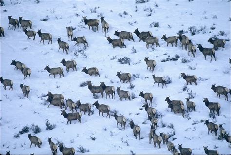 Migrating elk herd | Flickr - Photo Sharing!