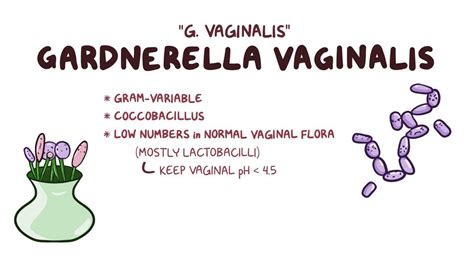 Gardnerella vaginalis (Bacterial vaginosis): Video | Osmosis