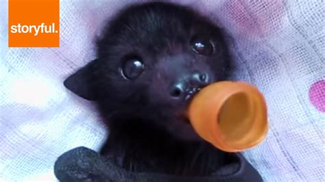 Orphan Baby Bat Enjoying Massage - YouTube