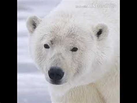 Polar Bear Roar 🐻 🔊 - YouTube