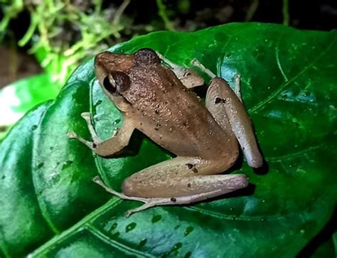 Monteverde: Wildlife Observation Night Walking Tour | GetYourGuide