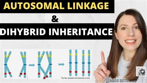 AUTOSOMAL LINKAGE and DIHYBRID INHERITANCE- Inheritance gen | Lessonflix