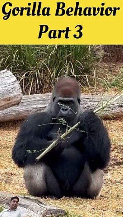 Silverback Gorilla Behavior | Gorilla Amazing Animals (part 3) - video Dailymotion