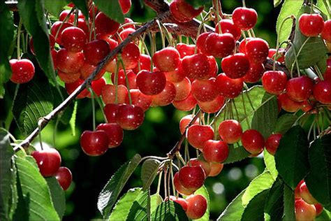 Rainier cherries are the peak of the crop