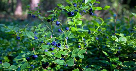 How to Grow and Care for Lowbush Blueberries | Gardener's Path