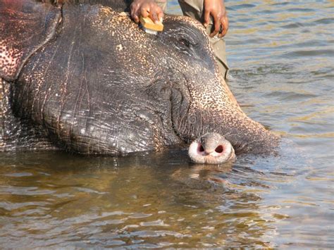 Indian Elephant Taking a Bath in the River. Stock Image - Image of ...