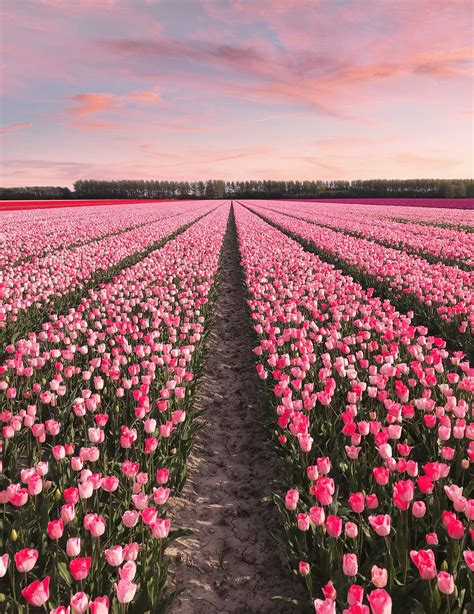 Virtual Tour: Holland Tulips | Flowers photography, Tulips garden, Pretty flowers