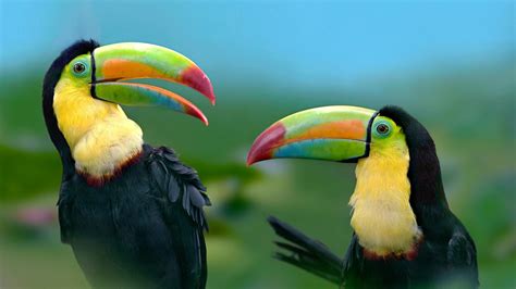 Tucan Wallpapers - Top Free Tucan Backgrounds - WallpaperAccess