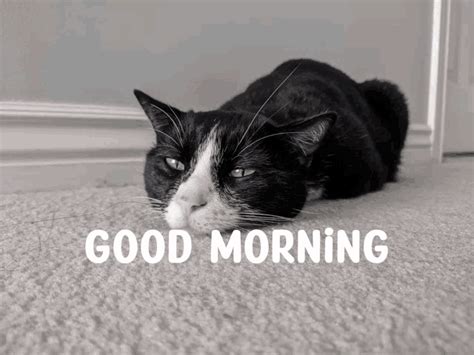 Tibert Good Morning GIF - Tibert Good Morning Cat Good Morning - Discover & Share GIFs