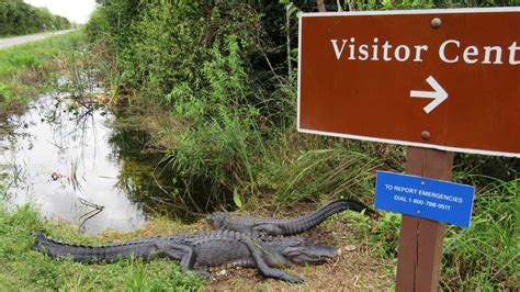 Shark Valley at Everglades National Park: Great bike trail; wildlife