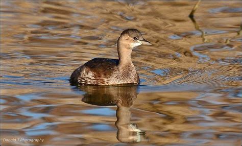 Little Grebe | BirdForum