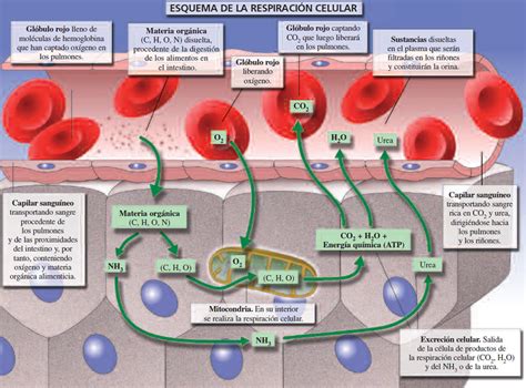 Respiración Celular: Proceso | Portal Académico del CCH