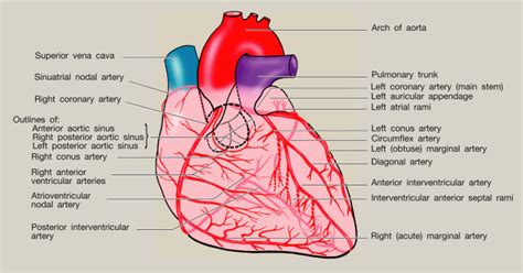 References in Anatomy of the heart - Surgery - Oxford International Edition