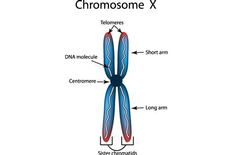 Cat Eye Syndrome - All About Vision