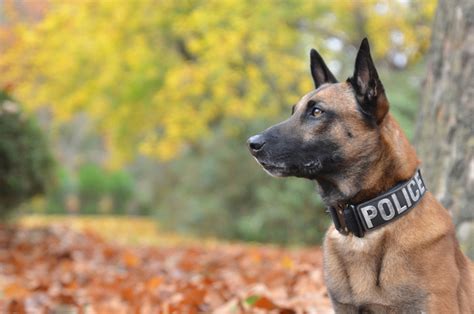 Lupiči zo Slovenska mali smolu: Jedného z nich (22) vo Viedni vypátral ...