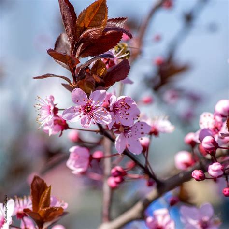 Cerisier à fleurs du Japon Nigra, Prunus Cerasifera - Déco du Jardin à ...