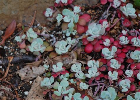 Burke Blog: What are some Washington Plants that have Medicinal Uses?