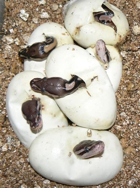 Intriguing Discovery: Hatching Snakes