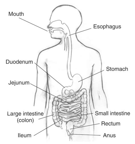 Digestive system with sections labeled: mouth, esophagus; stomach ...