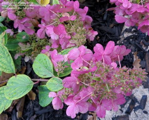 PlantFiles Pictures: Panicle Hydrangea, Tree Hydrangea 'Pinky Winky' (Hydrangea paniculata) by ...