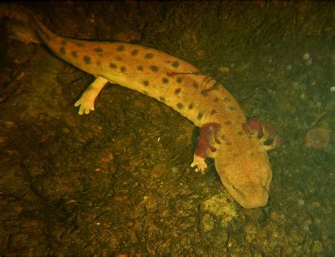 Mudpuppy: Mom Can We Keep it? | Georgian Bay Biosphere